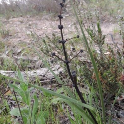 Lomandra multiflora