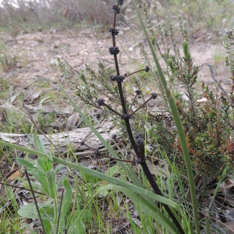 Lomandra multiflora