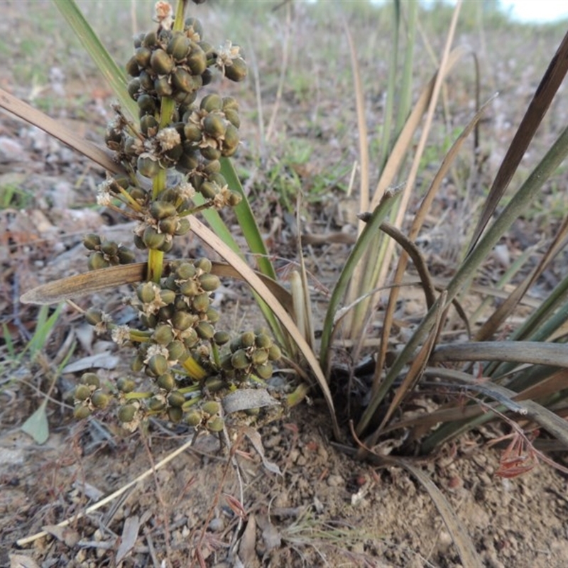 FEMALE & FRUIT