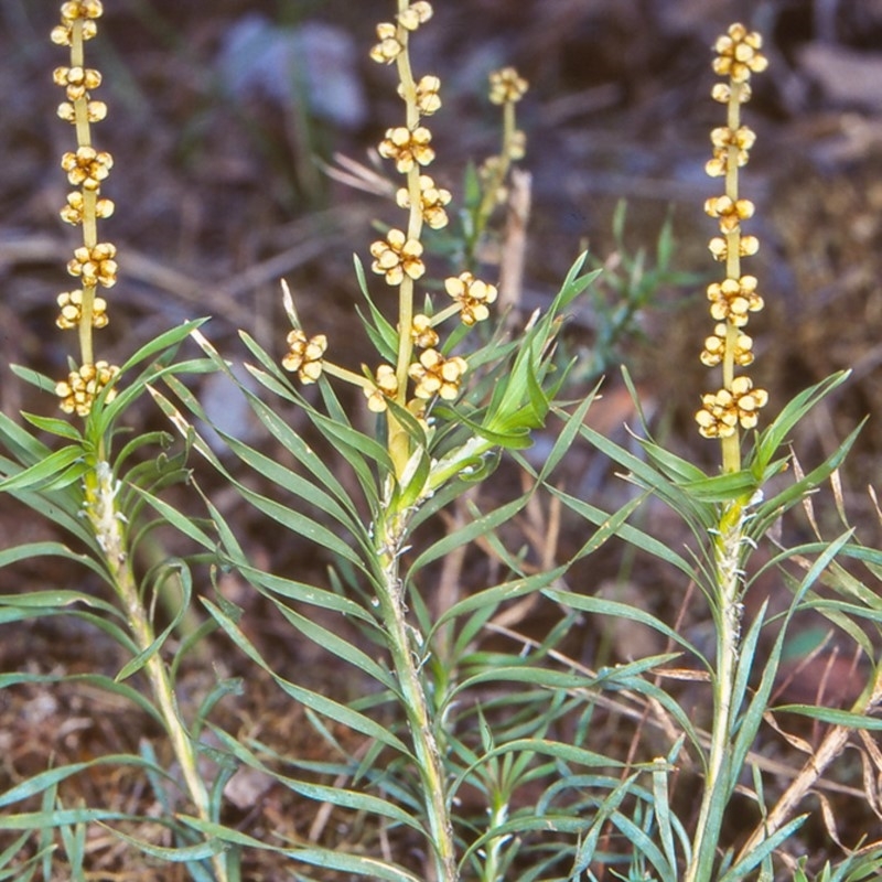 Lomandra obliqua