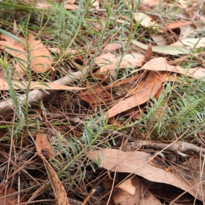 Lomandra obliqua