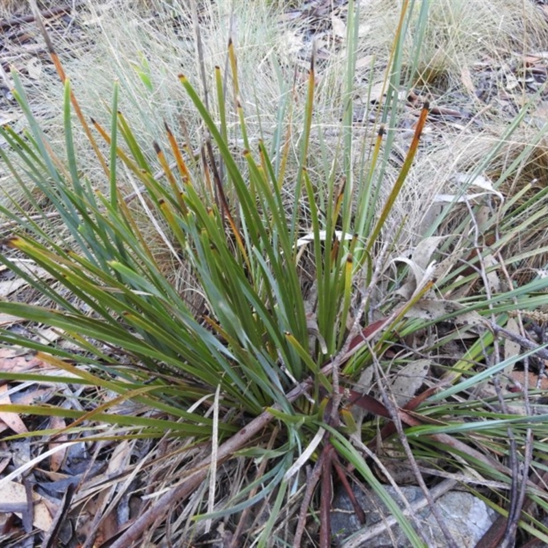 Lomandra sp.