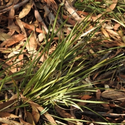 Lomandra sp.