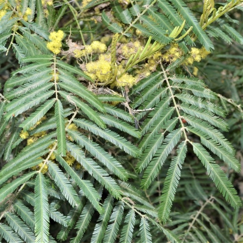 Acacia filicifolia