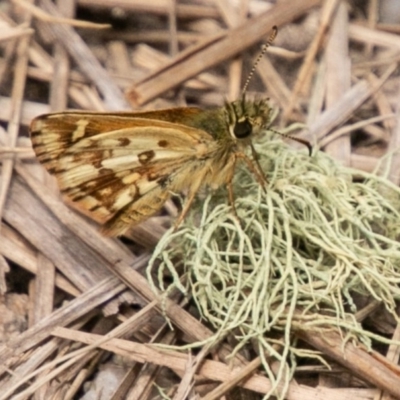 Anisynta monticolae