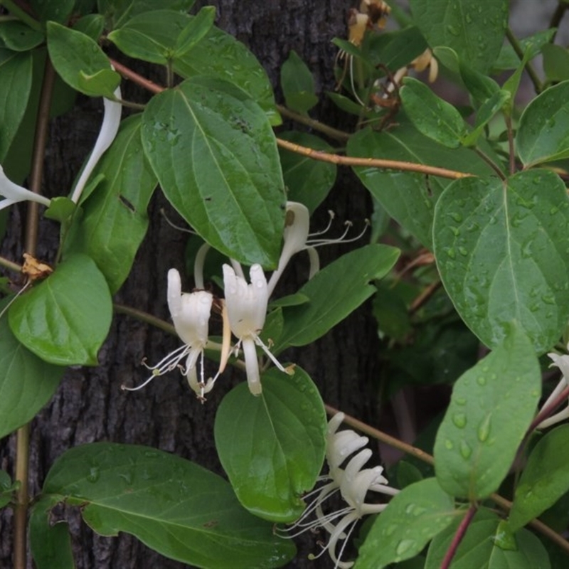 Lonicera japonica