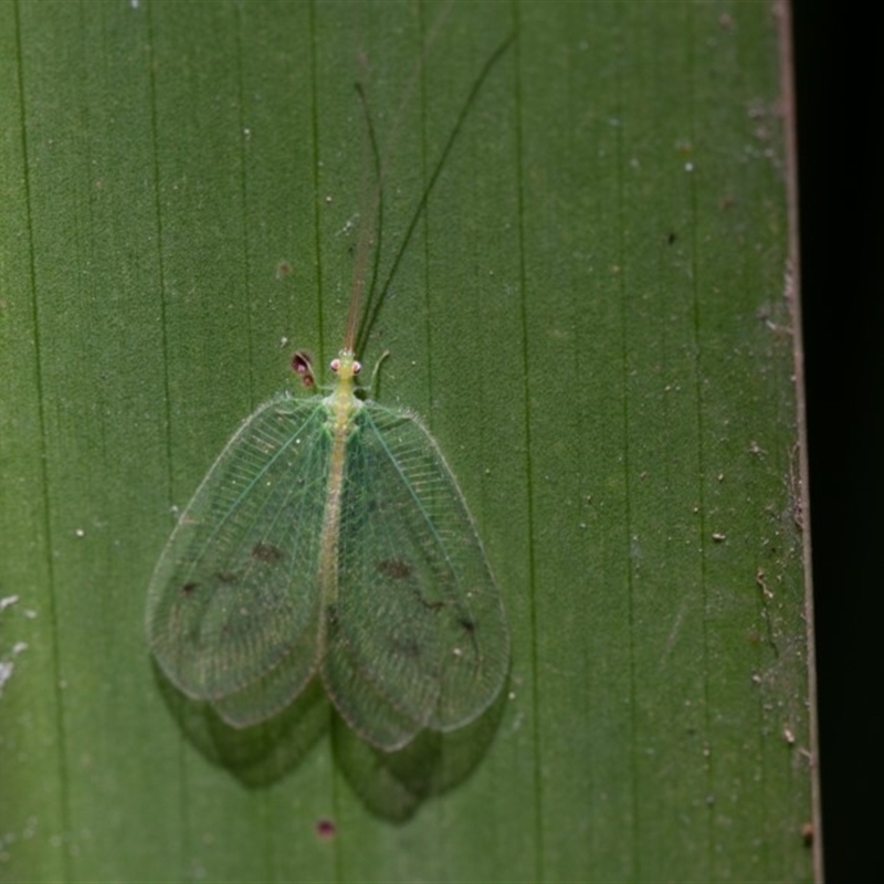 Ankylopteryx sp. (genus)