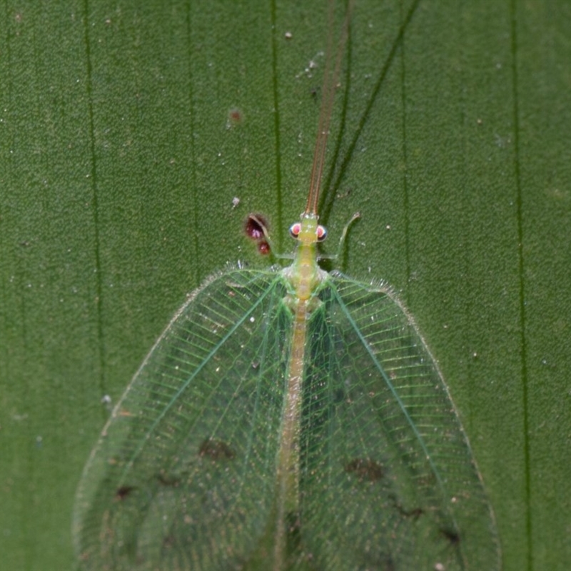 Ankylopteryx sp. (genus)