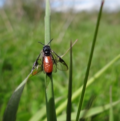 Lophyrotoma analis