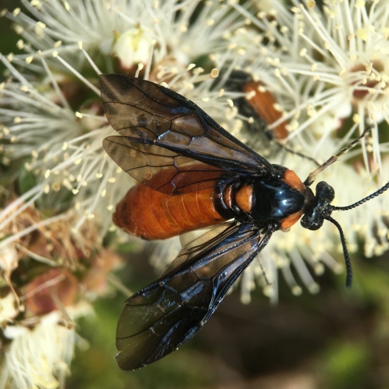 Lophyrotoma interrupta