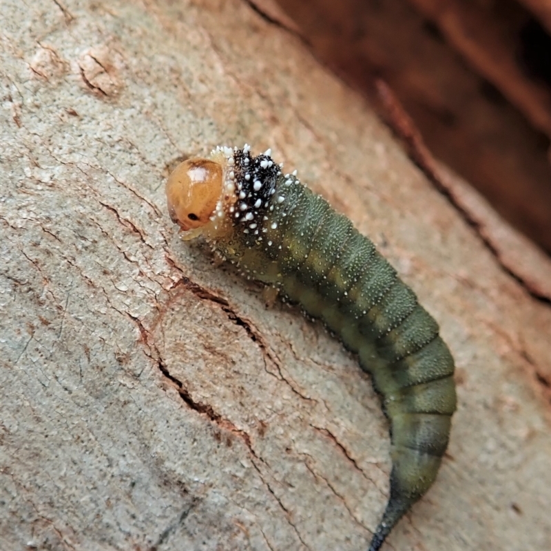 Lophyrotoma sp. (genus)