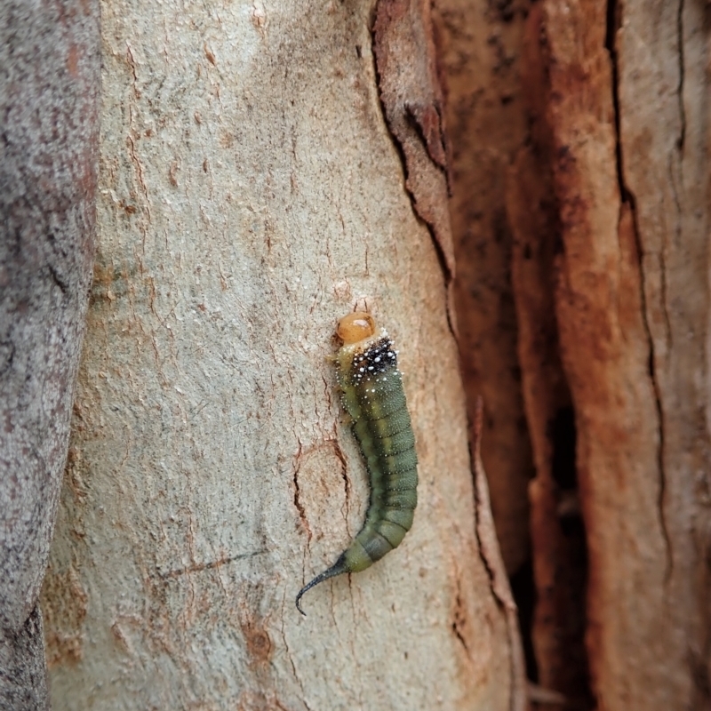 Lophyrotoma sp. (genus)