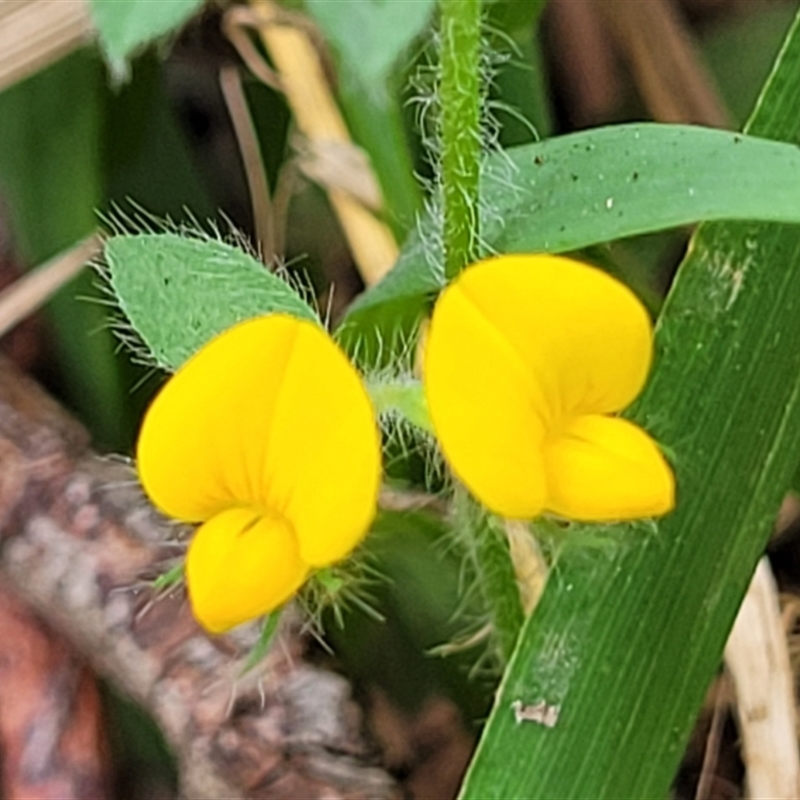 Lotus sp.