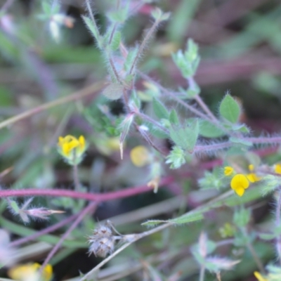 Lotus subbiflorus