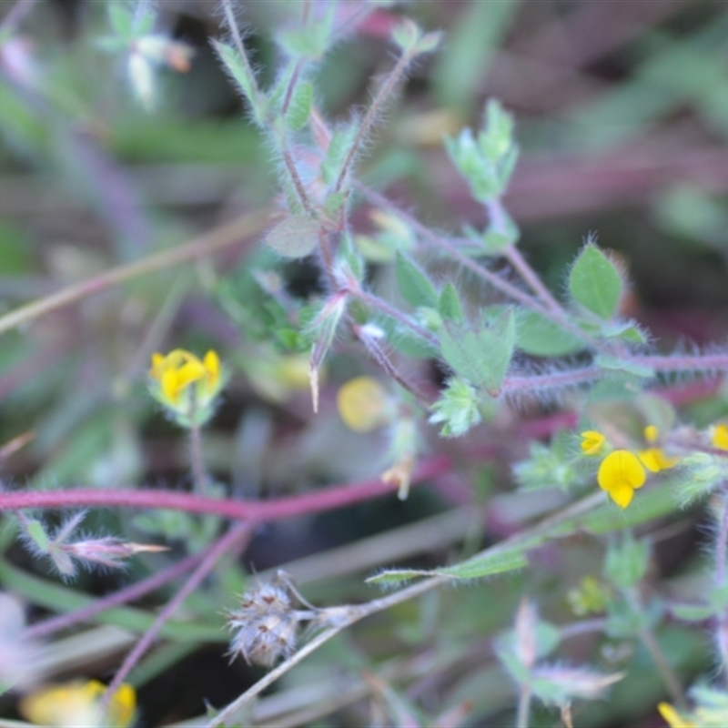 Lotus subbiflorus