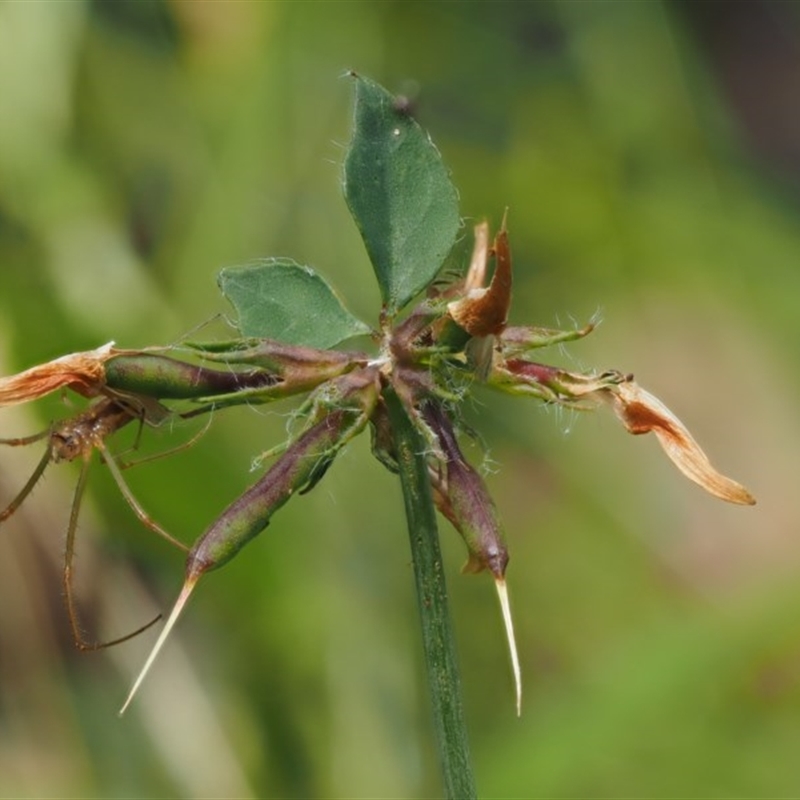 Lotus uliginosus