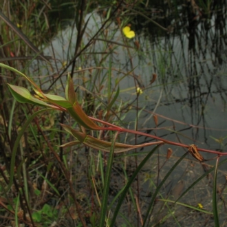 Jackie Miles, Y Swamp north of Moruya