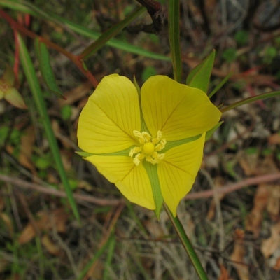 Ludwigia longifolia