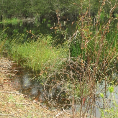 Ludwigia longifolia