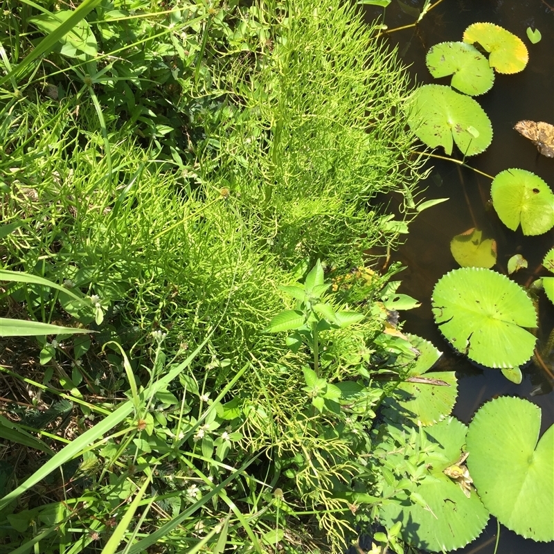 Ludwigia octovalvis