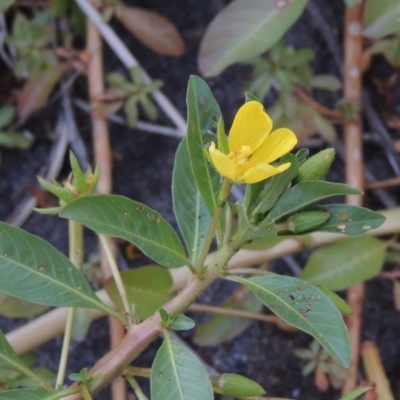 Ludwigia peploides subsp. montevidensis