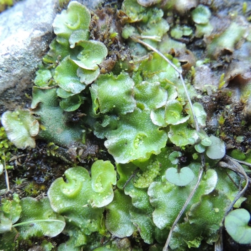 Lunularia cruciata