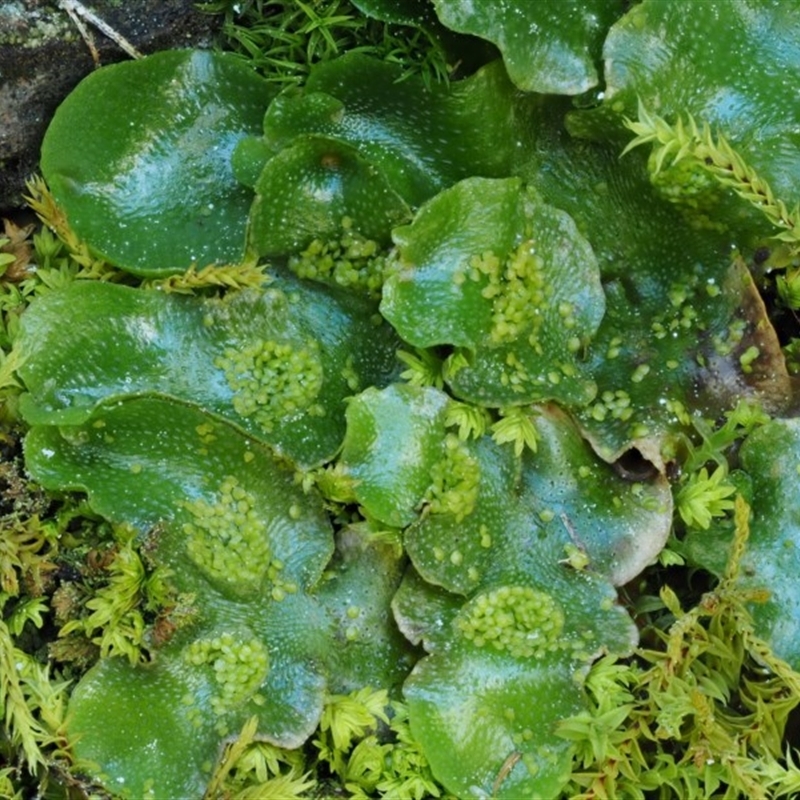 Lunularia cruciata