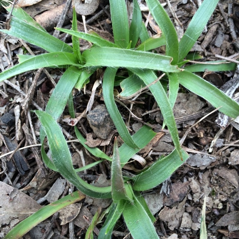 Luzula densiflora