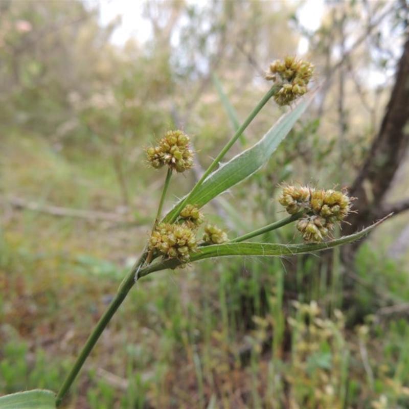 Luzula flaccida