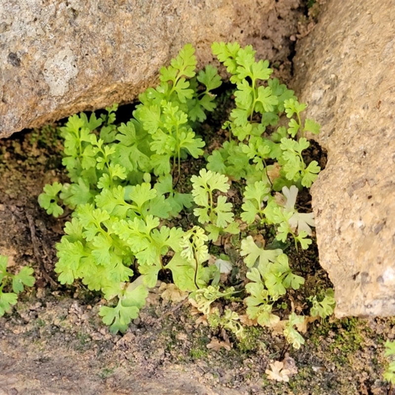 Anogramma leptophylla