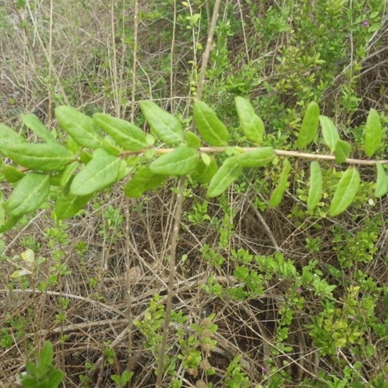 Lycium barbarum