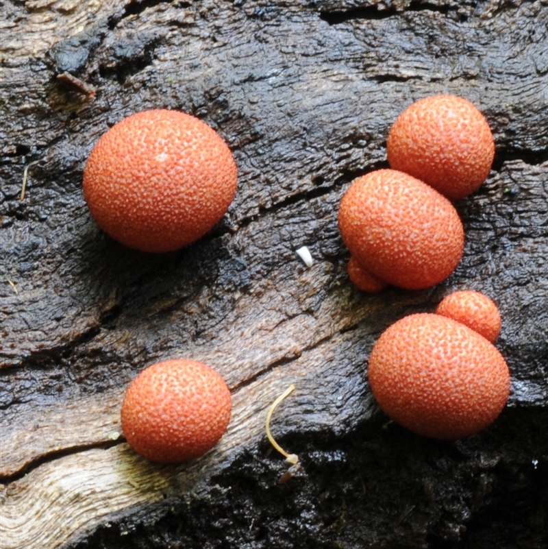 Lycogala epidendrum (Complex)