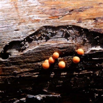 Lycogala epidendrum