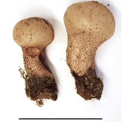 Lycoperdon excipuliforme