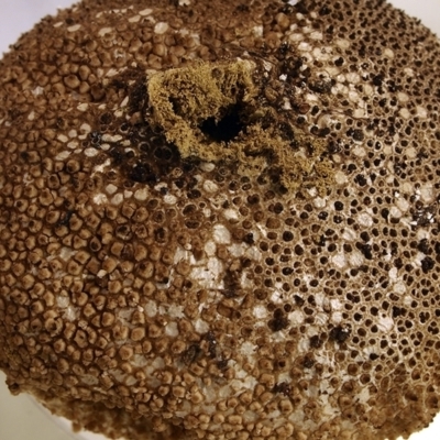 Lycoperdon perlatum