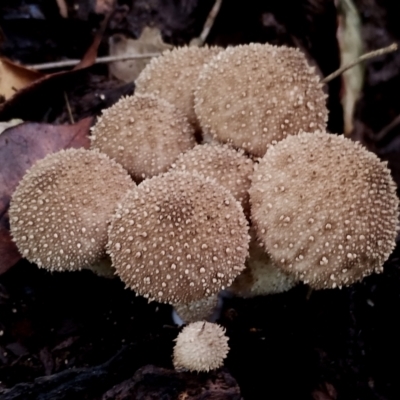 Lycoperdon pyriforme