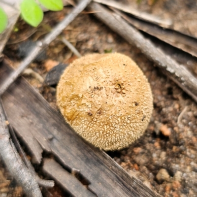 Lycoperdon sp.