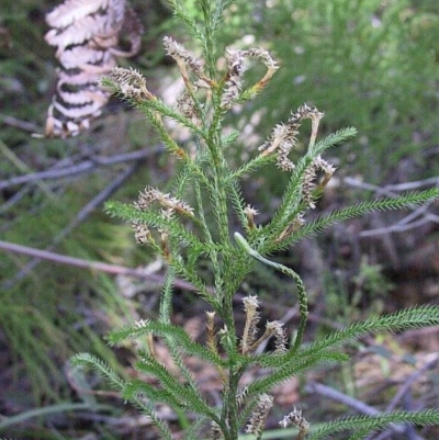 Lycopodium deuterodensum