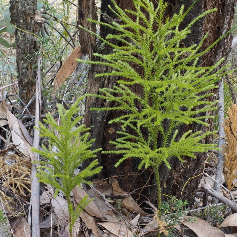 Austrolycopodium fastigiatum