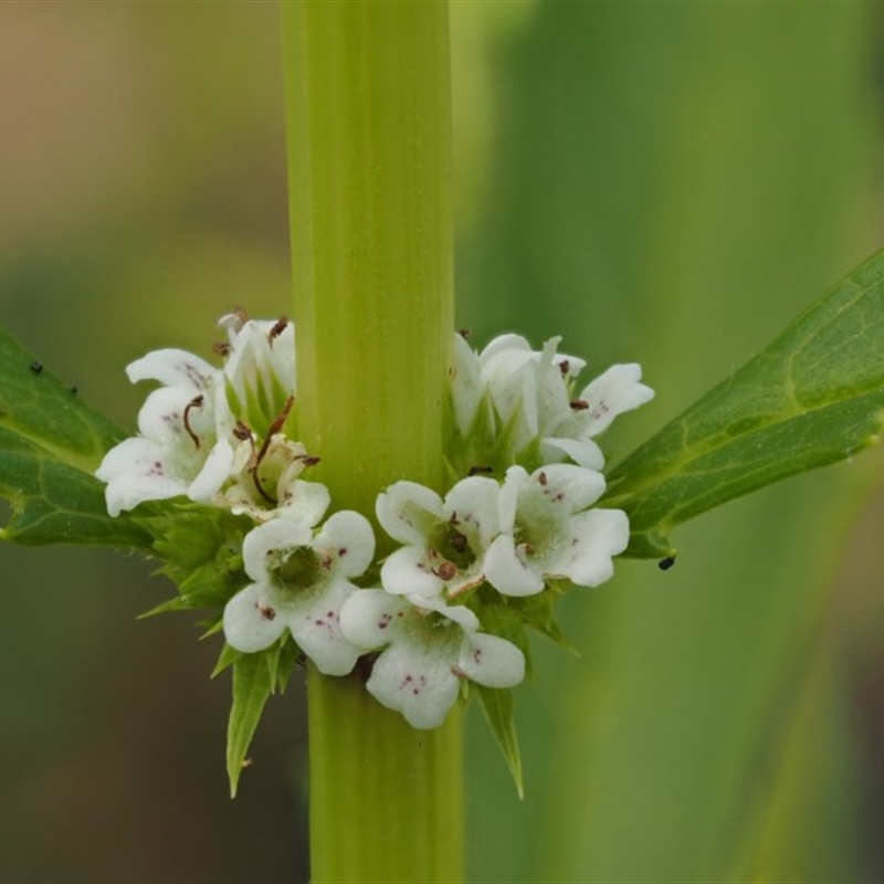 Lycopus australis