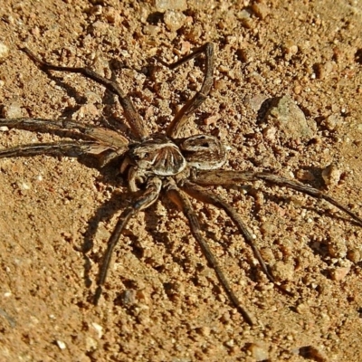 Lycosa sp. (genus)