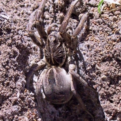 Lycosa sp. (genus)