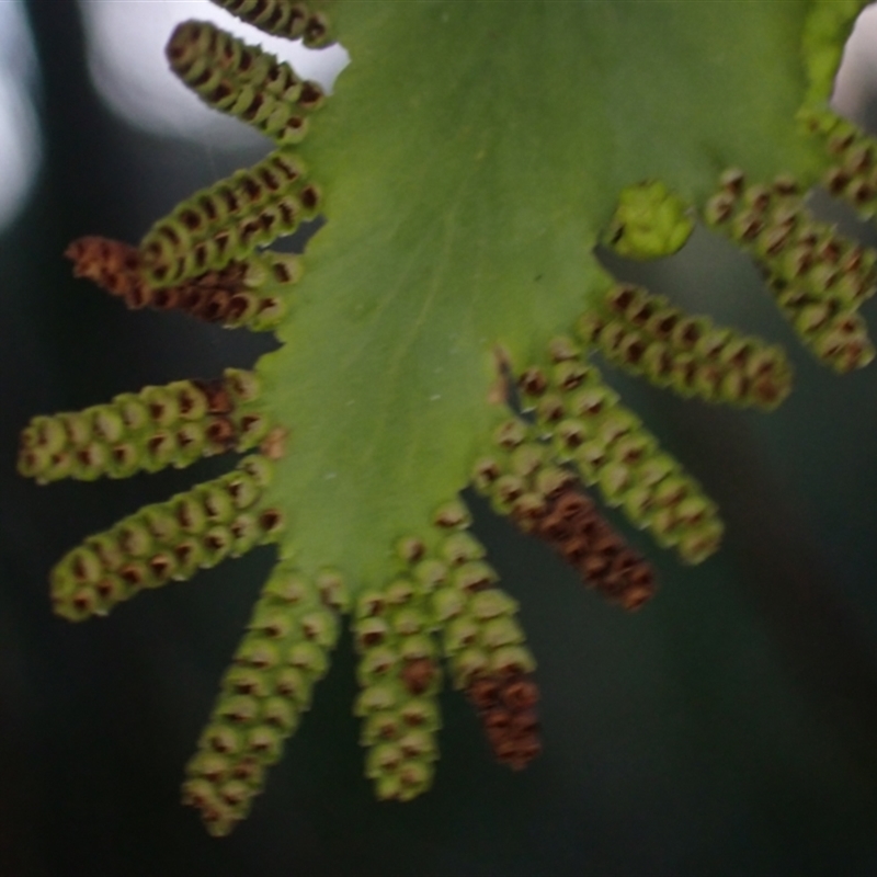 Lygodium microphyllum