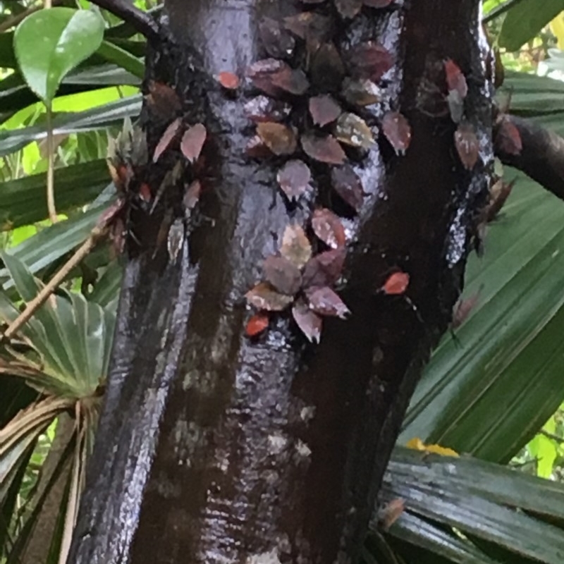 Lyramorpha rosea