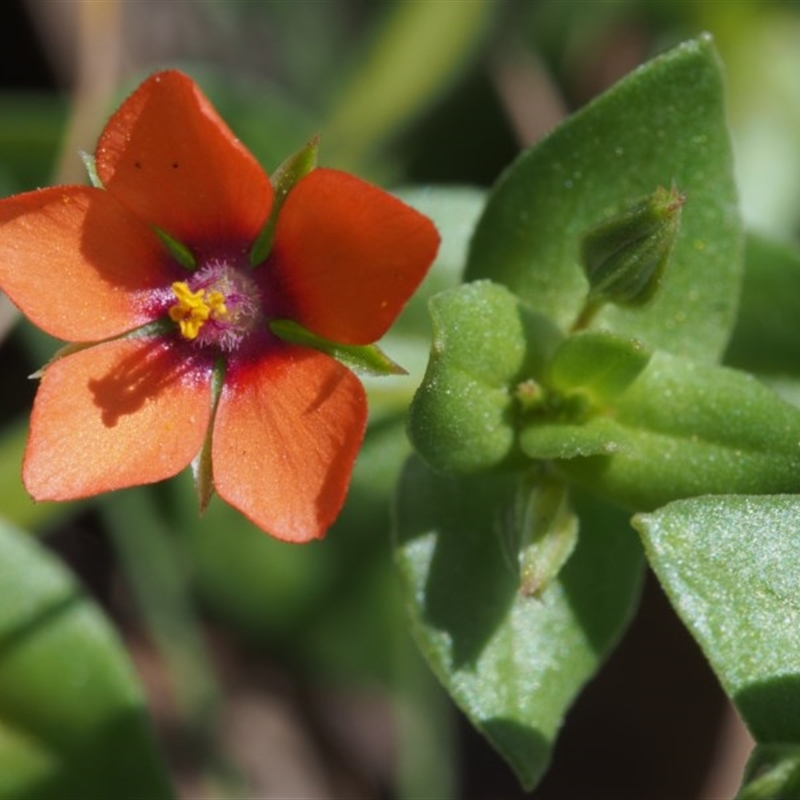 Lysimachia arvensis