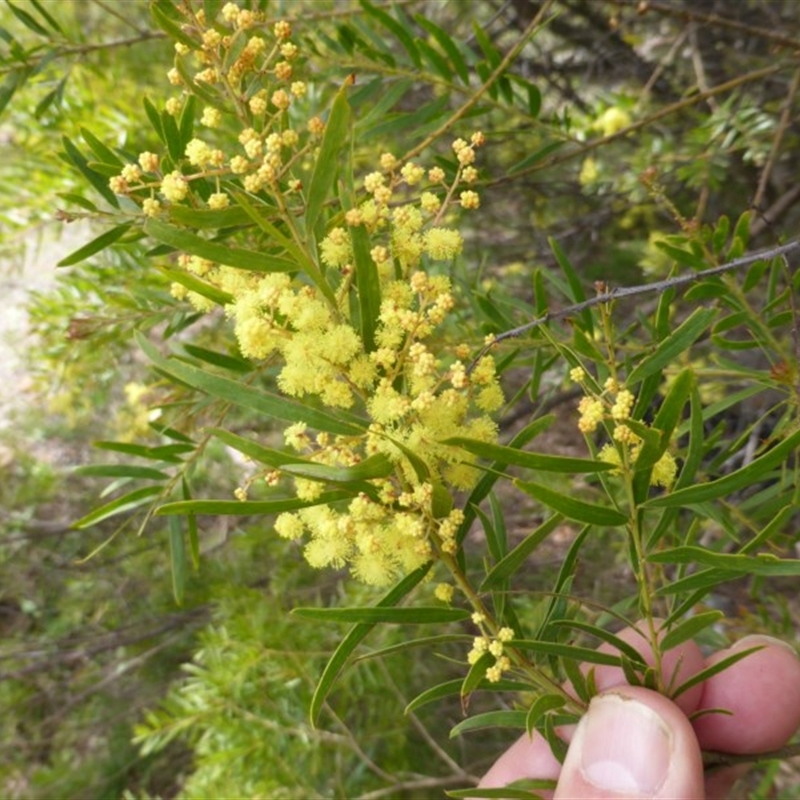 Acacia fimbriata