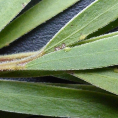 Acacia fimbriata