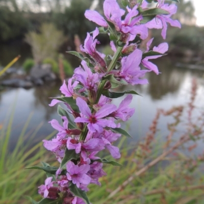 Lythrum salicaria