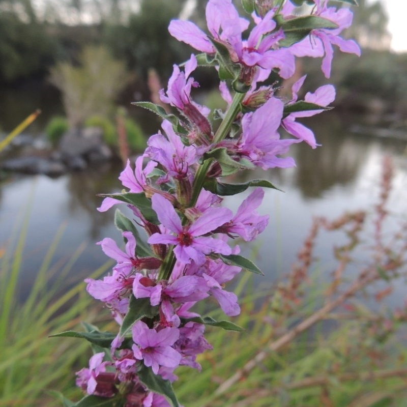 Lythrum salicaria