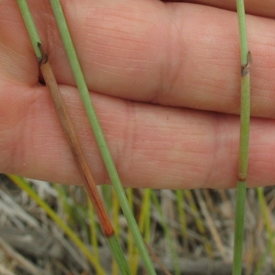 Machaerina juncea